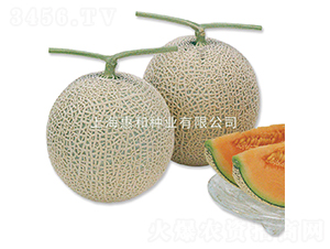 ����˹-��ϷN��-�ݺͷN�I(y��)