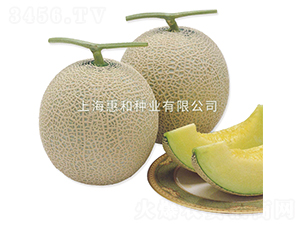 ����-��ϷN��-�ݺͷN�I(y��)