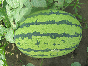 ����һ̖-���ϷN��-��ʥ��