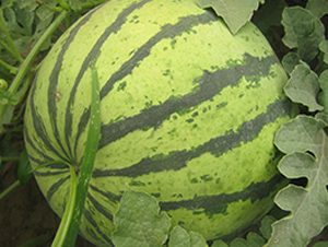 �¿�һ̖-���ϷN��-��ʥ��