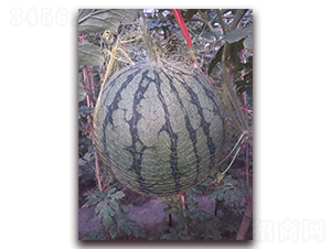 �S���-���ϷN��-��ʥ��