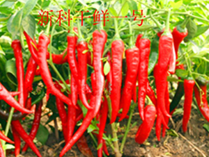 �¿Ƹ��rһ̖(h��o)-�����N��-��ʥ��