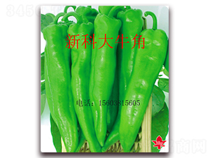 �¿ƴ�ţ��-�����N��-��ʥ��