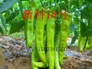 �¿�18̖(h��o)-�����N��-��ʥ��