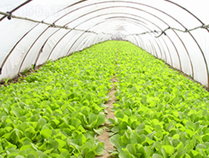 ����56-�ײ˷N��-��ʥ��