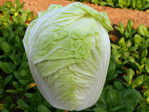 ����59-�ײ˷N��-��ʥ��