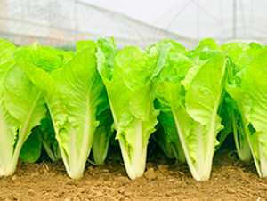 ����48-�ײ˷N��-��ʥ��