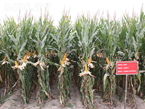 ��68-���׷N��-��ʥ��