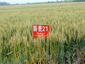 ����21-С���N��-��ʥ��