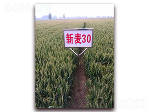 ����30-С���N��-��ʥ��