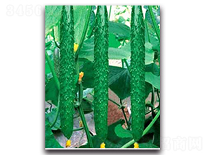 G��̖(h��o)-�S�ϷN��-�(y��u)�r(n��ng)�I(y��)