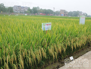 �V8��(y��u)2168-ˮ���N��-�׺ͷN�I(y��)