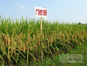 �V8��(y��u)169-ˮ���N��-�׺ͷN�I(y��)