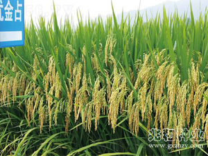 �V8��(y��u)��ռ-ˮ���N��-�׺ͷN�I(y��)