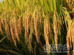 ���マ(y��u)���z��-ˮ���N��-�׺ͷN�I(y��)