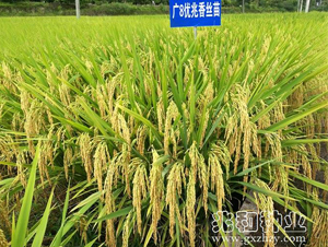 �V8��(y��u)����z��-ˮ���N��-�׺ͷN�I(y��)