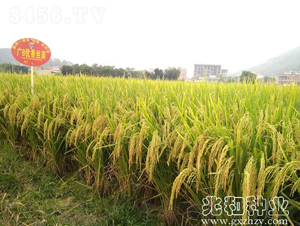 �V8��(y��u)��z��-ˮ���N��-�׺ͷN�I(y��)