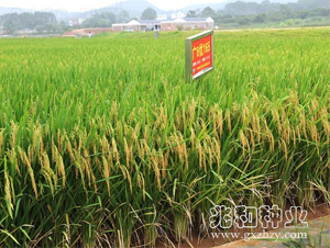 �V8��(y��u)165-ˮ���N��-�׺ͷN�I(y��)