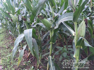 ���S505-���׷N��-�׺ͷN�I(y��)