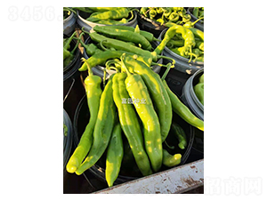 �����⽷-�����N��-���@�N�I(y��)