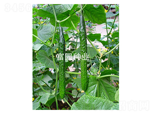 �����܊-�S�ϷN��-���@�N�I(y��)