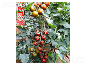 ��ĸؐ-���ҷ��ѷN��-���@�N�I(y��)