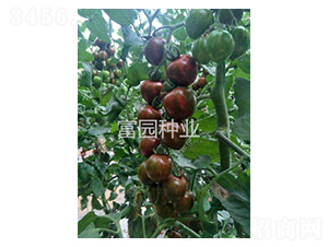 �϶���-���ҷ��ѷN��-���@�N�I(y��)