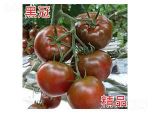 �ڹ�-���ѷN��-���@�N�I(y��)