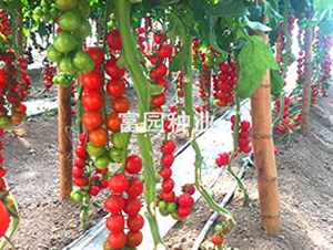 �tؐ��-С���ѷN��-���@�N�I(y��)