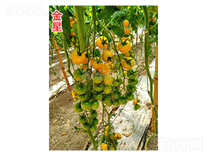 ����-С���ѷN��-���@�N�I(y��)