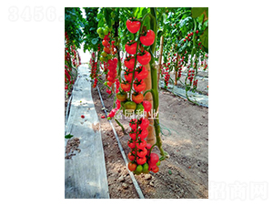 �|������-С���ѷN��-���@�N�I(y��)