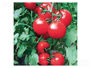 �����-���ѷN��-���@�N�I(y��)