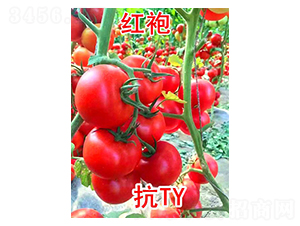 �t��-���ѷN��-���@�N�I(y��)