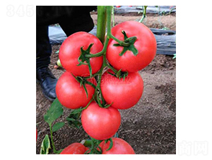 ����-���ѷN��-���@�N�I(y��)