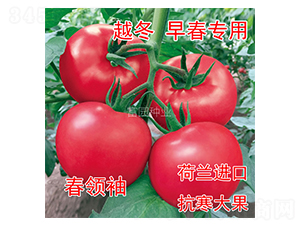 ���I(l��ng)��-���ѷN��-���@�N�I(y��)