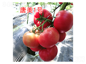 ����1̖-���ѷN��-���@�N�I(y��)