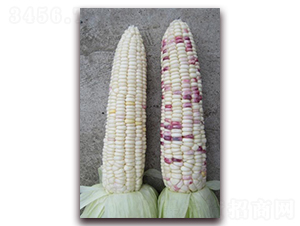 �K��Ŵ203-Ŵ���׷N��-�L(zh��ng)���N��