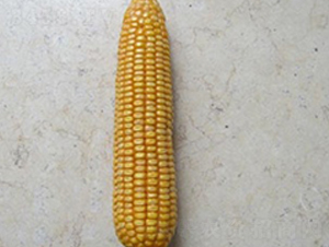 �L����8̖-���׷N��-�L���N��