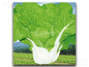 �����̖-�ײ˷N��-���зN�I(y��)