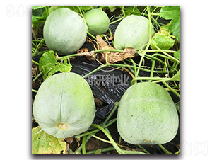 ���𲩴�-��ϷN��-���зN�I(y��)