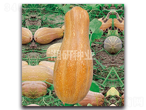 ����-�ϹϷN��-���зN�I(y��)