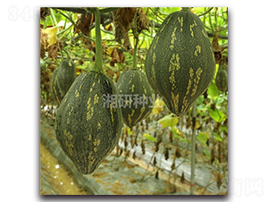 ���������Ϲ�-�ϹϷN��-���зN�I(y��)