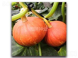 �t�ٶ�̖(h��o)-�ϹϷN��-���зN�I(y��)