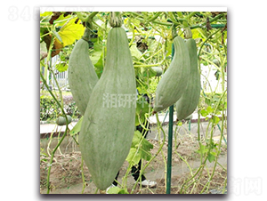 ���-�ϹϷN��-���зN�I(y��)