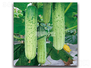 ��´��̖(h��o)-�S�ϷN��-���зN�I(y��)