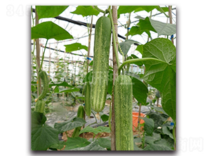 ������̖(h��o)-�S�ϷN��-���зN�I(y��)