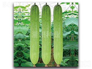 ��@813-�S�ϷN��-���зN�I(y��)