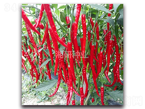 ����-�����N��-���зN�I(y��)