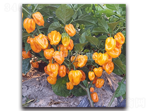 ���лʵ۽�-�����N��-���зN�I(y��)