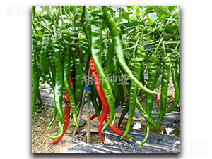 ����-�ݽz���N��-���зN�I(y��)